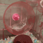动漫表情搞笑小视频2
