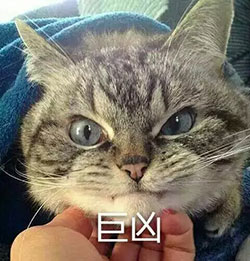 恐怖地图的图片11