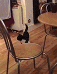 猫猫搞笑抖音表情包6