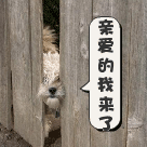 朱茵微信动态表情5