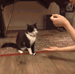 猫和老鼠爱情动图3