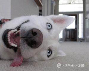 瓦坎达表情包4