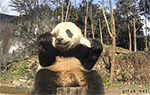 精选10组过期的动画表情1
