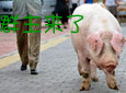 表情包动图 最新版7
