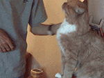八块腹肌恶搞表情包gif9