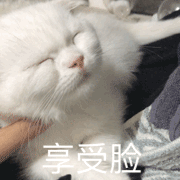 刘雨昕文字表情包3