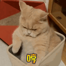 蘑菇头情话表情包2