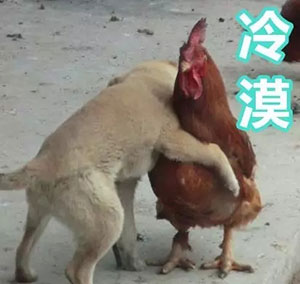 女人发几个调皮表情3