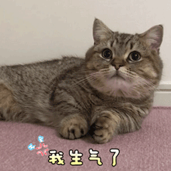 陶红相片11