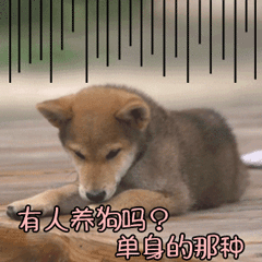 已过了耳听爱情的年纪表情包9