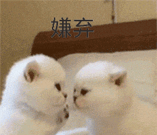暴走熊壁纸5