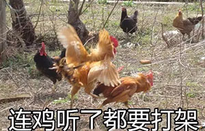 魏嬿婉表情包11