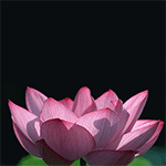 高达搞笑表情4