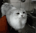 小猫哭泣的表情包8