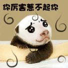 描述狐狸的GIF表情13