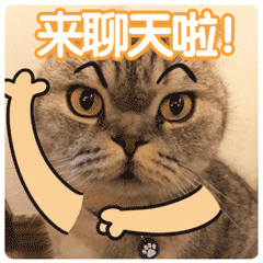 大胖猫表情包图片6