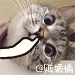 卡通沙雕猫咪表情包gif8