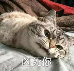 动漫表情娃娃龙7
