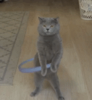 推荐15张猫带的emoji表情10