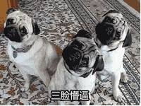 恶魔奶爸道歉表情包11