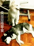微信鲜花个性表情1
