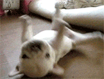 动漫ghs表情包gif5
