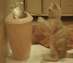 猪吃食搞笑图片表情包gif5