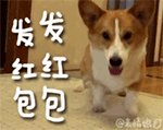 爱情路上的小笨蛋表情包动态1