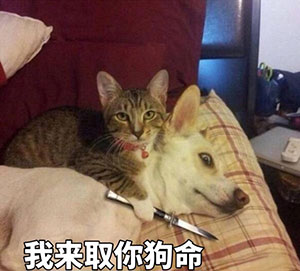 欧美女星表情包gif2