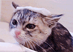 猫咪表情晚安祝福10