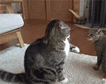 动漫ghs表情包gif14