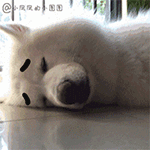 熊猫人拿着碗筷的动态表情包5