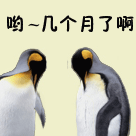 要命表情包是什么意思11