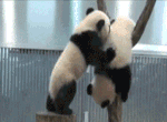 躲藏qq表情8