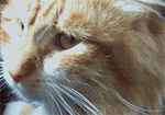 帅哥表情包熊猫8
