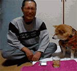 猫咪超萌表情6