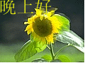 蓝球表情包10