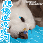 泡在水里恶搞表情3