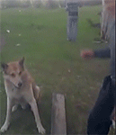 黑人搞笑小黄鸭表情包gif7
