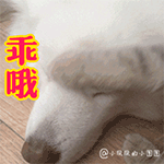 无情的沙雕表情包4
