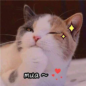 可爱的猫表情包gif2