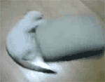 搞笑的猫猫表情包1