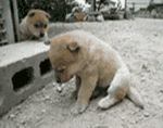 猫咪表情包大全可爱狗狗4
