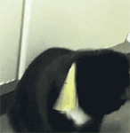男生可爱猫表情图片2