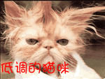 多个美女表情包2