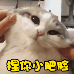 背叛的动漫表情包10