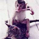 表情包图库可爱猫咪9