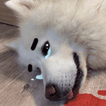 考试过关动漫表情包7