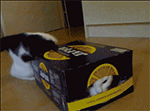 搞怪猫咪搞笑表情包最新7