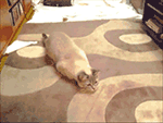 猴子笑的图片可爱10
